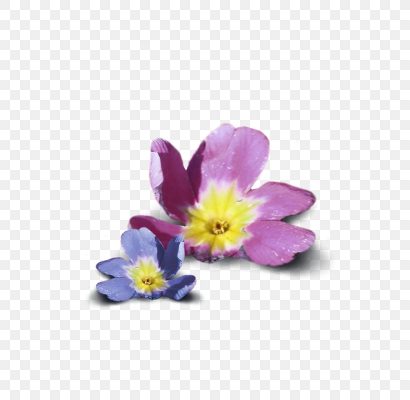 Primrose Family Violet, PNG, 800x800px, Primrose, Family, Flower, Flowering Plant, Petal Download Free