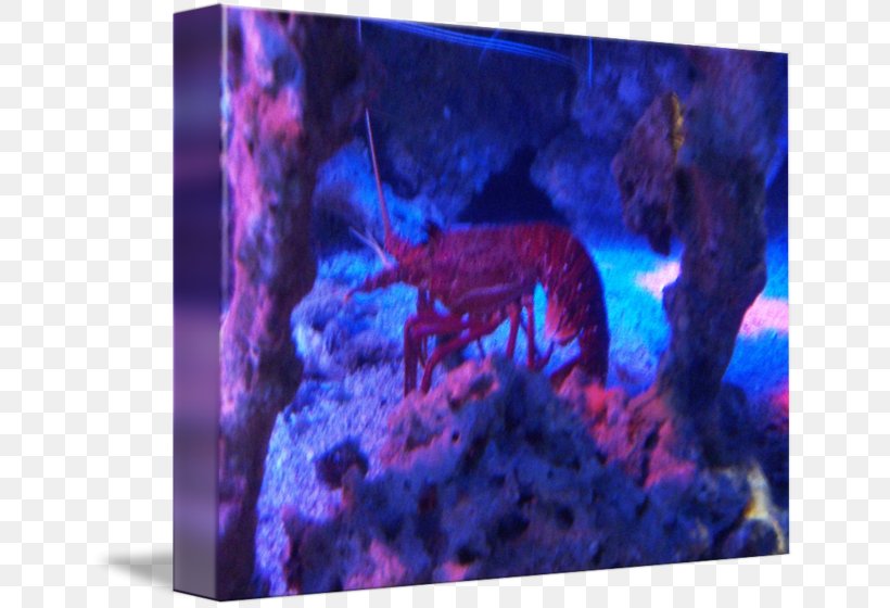 Aquarium Lighting Fish Violet Marine Biology, PNG, 650x560px, Aquarium Lighting, Aquarium, Biology, Coral, Dye Download Free