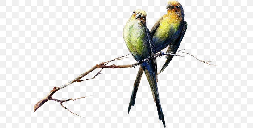 Budgerigar Lovebird Parrot Parakeet, PNG, 600x417px, Budgerigar, Beak, Bird, Common Pet Parakeet, Fauna Download Free
