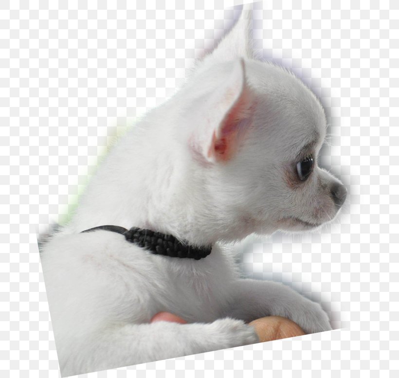 Chihuahua Puppy Dog Breed Companion Dog Toy Dog, PNG, 680x777px, Chihuahua, Animal, Breed, Breed Group Dog, Carnivoran Download Free