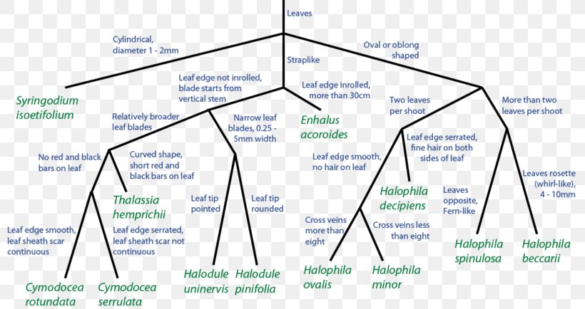 Diagram Seagrass Flowchart Halophila Ovalis, PNG, 800x434px, Diagram, Area, Chart, Flowchart, Halophila Download Free