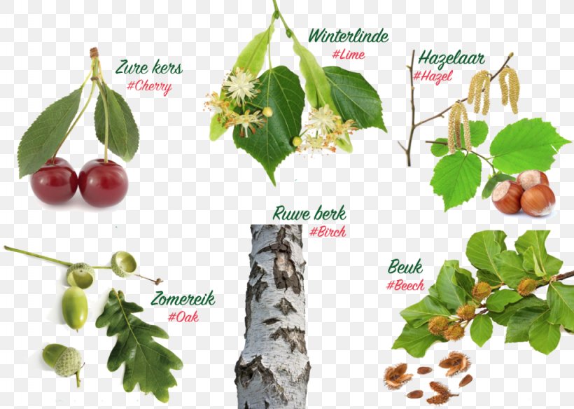 English Oak Tree Landscape Description Education, PNG, 1024x730px, English Oak, Animaatio, Animated Film, Branch, Cherry Download Free