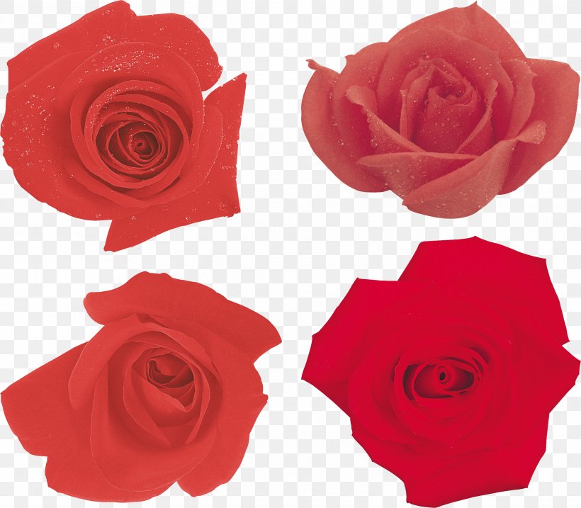 Garden Roses Paper Ornamental Plant Fashion, PNG, 2384x2087px, Garden Roses, Cut Flowers, Fashion, Flower, Flowering Plant Download Free