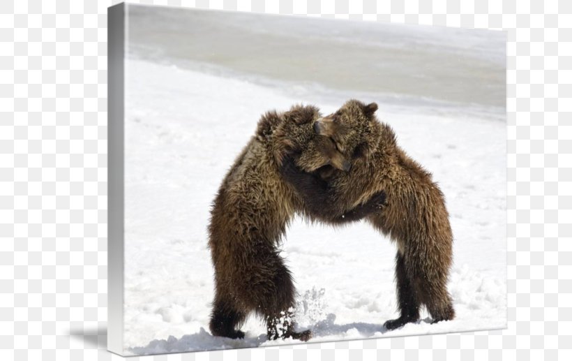 Grizzly Bear Chicago Cubs Grand Teton National Park Professional Wrestling, PNG, 650x517px, Grizzly Bear, Android, Bear, Brown Bear, Carnivoran Download Free