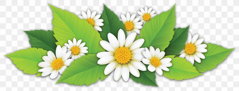 Matricaria Petal Leaf Clip Art, PNG, 7030x2687px, Matricaria, Chamomiles, Common Daisy, Daisy, Daisy Family Download Free
