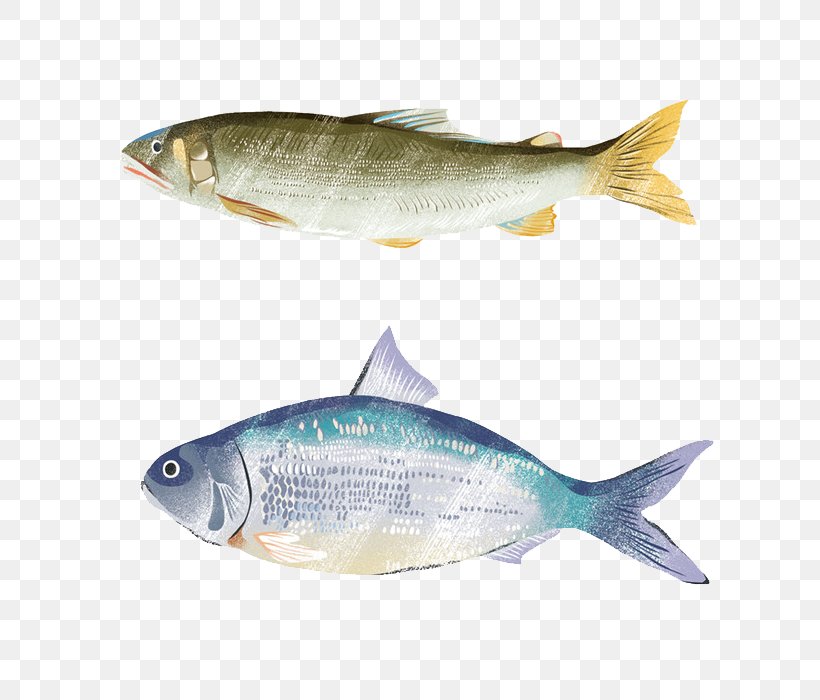 Sardine Common Carp Carassius Auratus Fish, PNG, 700x700px, Sardine, Bony Fish, Carassius Auratus, Common Carp, Fauna Download Free