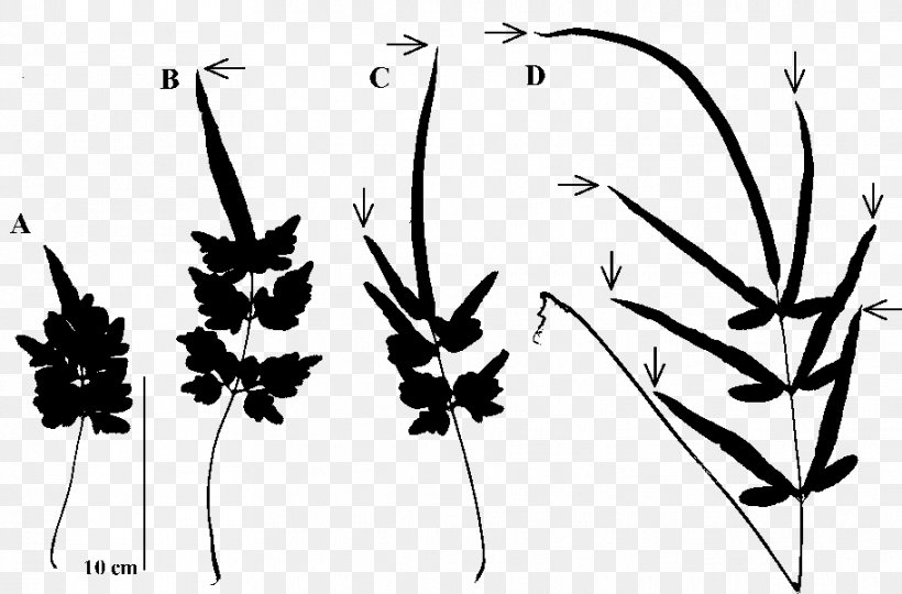 Twig Plant Stem Leaf Silhouette Pattern, PNG, 912x601px, Twig, Art, Black And White, Branch, Computer Download Free