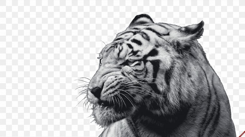 White Tiger Felidae Desktop Wallpaper Cat, PNG, 3840x2160px, 2k Resolution,  4k Resolution, Tiger, Big Cats, Black