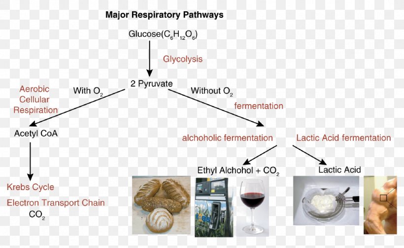 Cellular Respiration Anaerobic Respiration Lactic Acid Fermentation Anaerobic Glycolysis, PNG, 1062x655px, Cellular Respiration, Adenosine Triphosphate, Aerobic Organism, Anaerobic Organism, Anaerobic Respiration Download Free