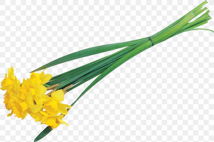 Cut Flowers Plant Stem Vegetable, PNG, 1806x1201px, Flower, Cut Flowers, Family, Flowering Plant, Grass Download Free