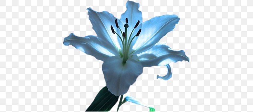 Lilium Animation Perfume Flower, PNG, 412x364px, Lilium, Animation, Blue, Color, Flora Download Free