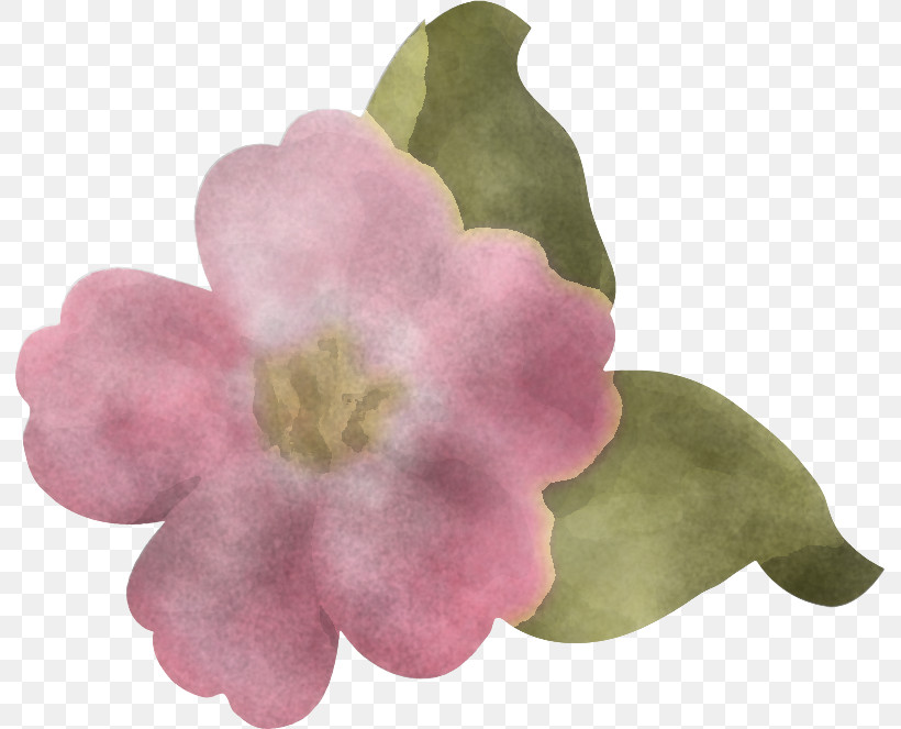 Pink M Flower Plants Science Biology, PNG, 793x663px, Pink M, Biology, Flower, Plants, Science Download Free