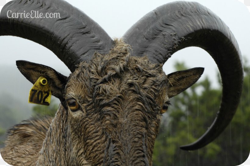 Sheep Goat Cattle Horn Snout, PNG, 1600x1063px, Sheep, Animal, Cattle, Cattle Like Mammal, Cow Goat Family Download Free