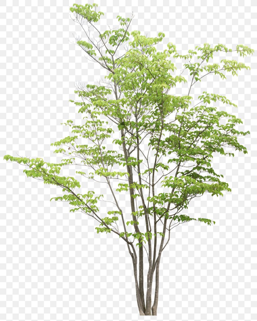 Tree Drawing Clipping Path, PNG, 805x1024px, Tree, Birch, Branch ...