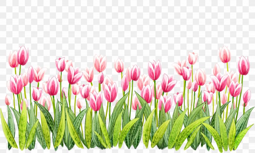 Tulip Flower, PNG, 5000x3000px, Tulip, Archive, Cartoon, Color, Flower Download Free