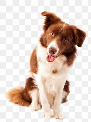 Border Collie Dog Breed Spore Creatures Karelian Bear Dog Png 1024x640px Border Collie Animal Breed Carnivoran Collie Download Free