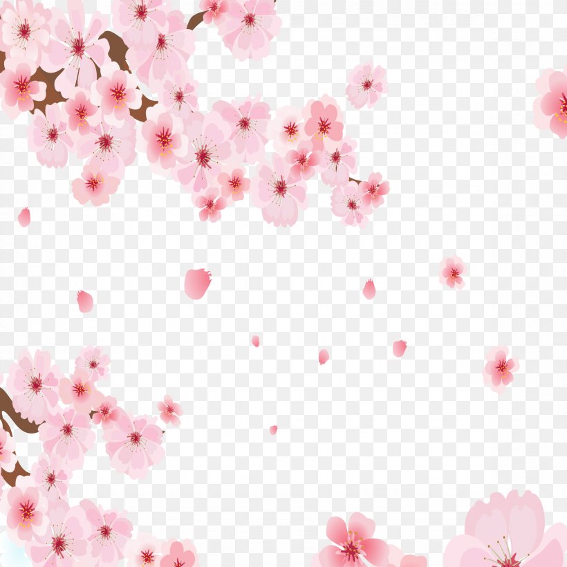 National Cherry Blossom Festival Cerasus, PNG, 2362x2363px, National Cherry Blossom Festival, Blossom, Cerasus, Cherry, Cherry Blossom Download Free