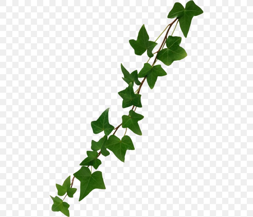 Clip Art Image Stock.xchng Illustration, PNG, 500x702px, Drawing, Branch, Flower, Flowering Plant, Ivy Download Free