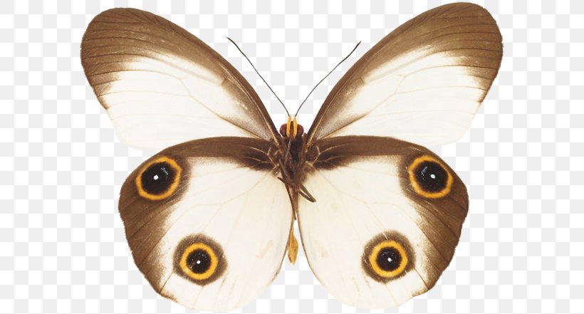 Brush-footed Butterflies Butterfly Moth Insect Drawing, PNG, 600x441px, Brushfooted Butterflies, Animal, Brush Footed Butterfly, Butterflies And Moths, Butterfly Download Free