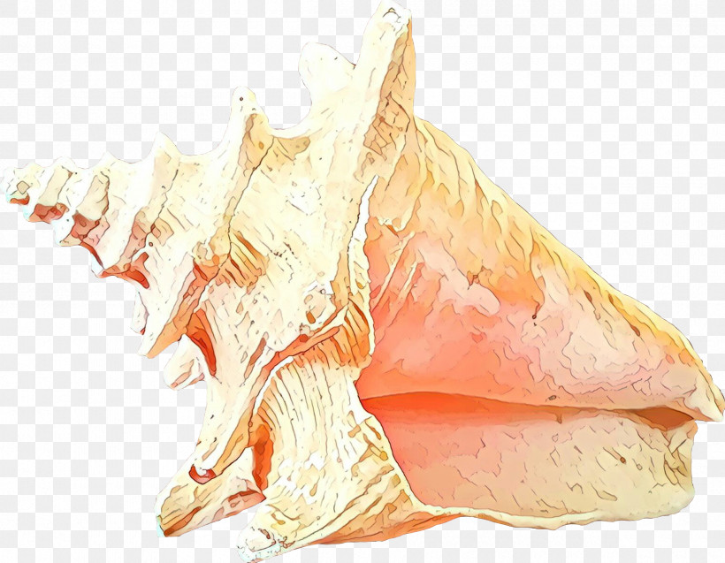 Conch Drawing Sketch, PNG, 2400x1865px, Conch, Drawing Download Free