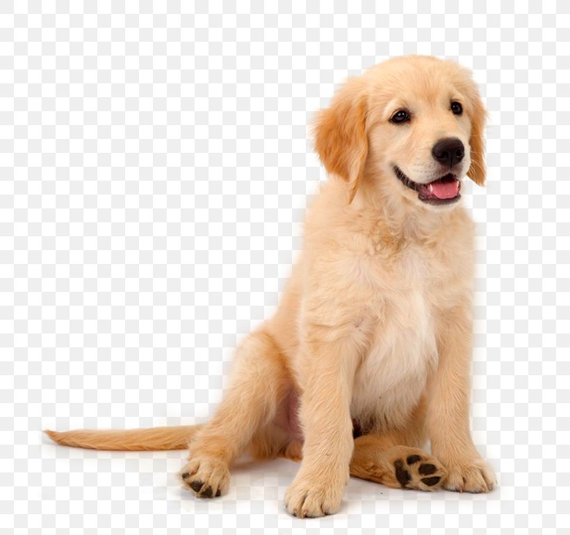 Golden Retriever Labrador Retriever German Shepherd Puppy Goldendoodle, PNG, 709x770px, Golden Retriever, Animal, Breed, Carnivoran, Companion Dog Download Free