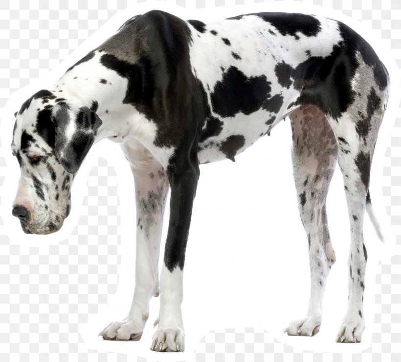 Great Dane Puppy Dogo Argentino Siberian Husky Dalmatian Dog, PNG, 1171x1056px, Great Dane, Breed, Carnivoran, Cat, Coat Download Free