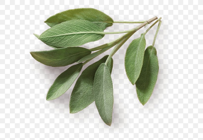 Herb Taste Spice Food Common Sage, PNG, 744x568px, Herb, Auglis, Common Sage, Cooking, Food Download Free