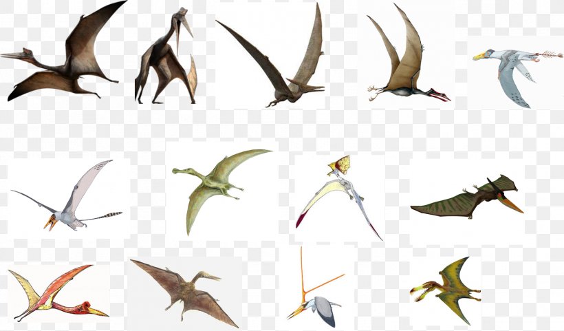 Pterodactyls Velociraptor Peteinosaurus Dimorphodon Pterosaurs, PNG, 1498x880px, Pterodactyls, Animal, Animal Figure, Beak, Bird Download Free