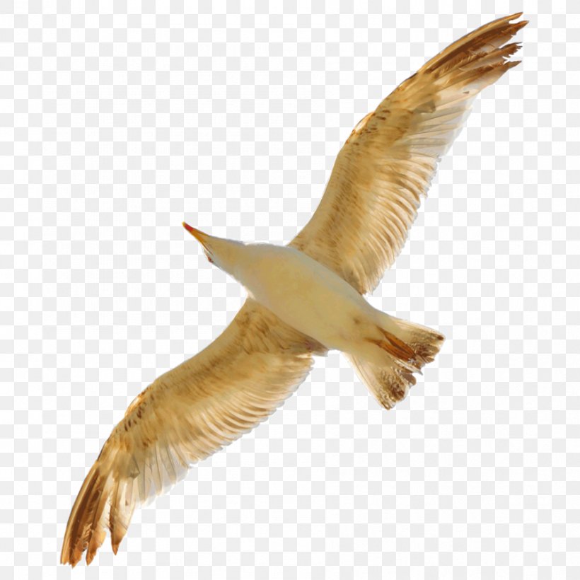 Bird Gulls Swan Goose Beak, PNG, 894x894px, Bird, Animal, Beak, Bird Flight, Deviantart Download Free
