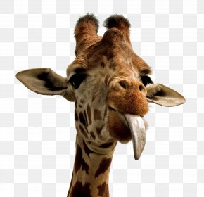 Giraffe Desktop Wallpaper Animal Wallpaper, PNG, 1065x1146px ...