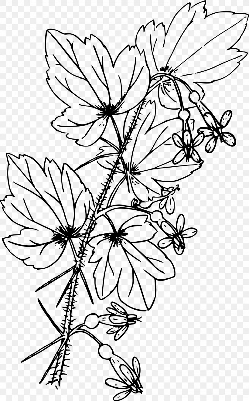 Gooseberry Coloring Book Ribes Hirtellum, PNG, 1489x2400px, Gooseberry, Area, Berry, Black And White, Branch Download Free