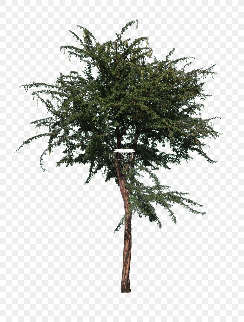 Gum Arabic Tree Acacia Vachellia Leucophloea Vachellia Karroo, PNG, 2757x3637px, Gum Arabic Tree, Acacia, Branch, Conifer, Evergreen Download Free