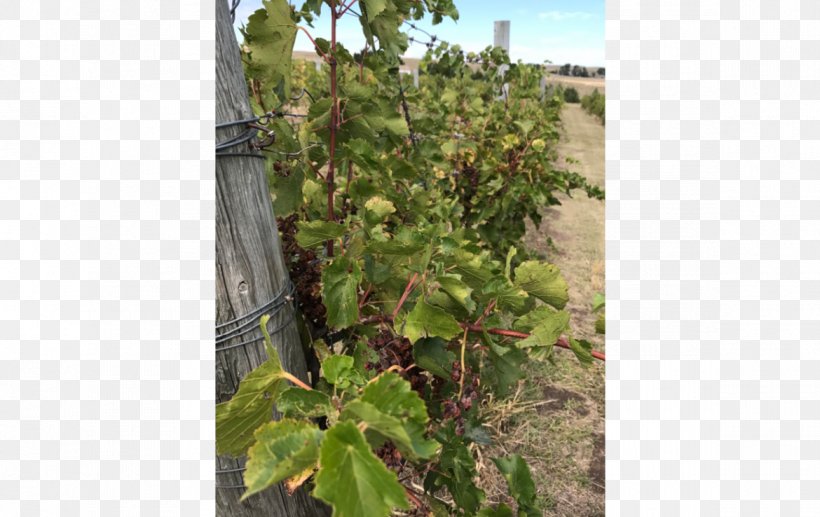 Sage Hill Vineyard & Winery Common Grape Vine Lashley Land And Recreational Brokers Winemaker, PNG, 1170x738px, Common Grape Vine, Agriculture, Family, Grapes, Grapevine Family Download Free