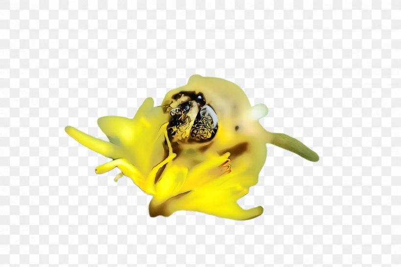 Yellow Flower Plant Bee Membrane-winged Insect, PNG, 2448x1632px, Watercolor, Bee, Flower, Flowering Plant, Insect Download Free
