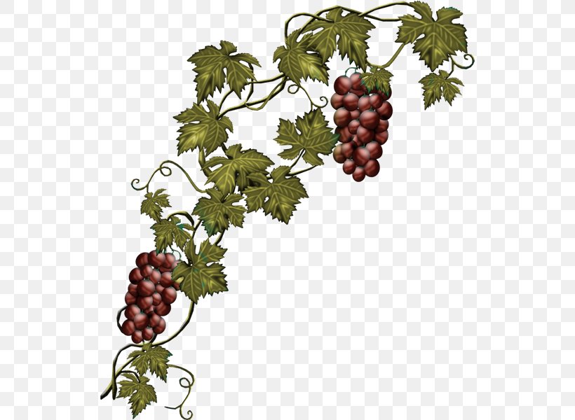 Common Grape Vine Wine Concord Grape, PNG, 534x600px, Common Grape Vine, Branch, Concord Grape, Dried Fruit, Flowering Plant Download Free