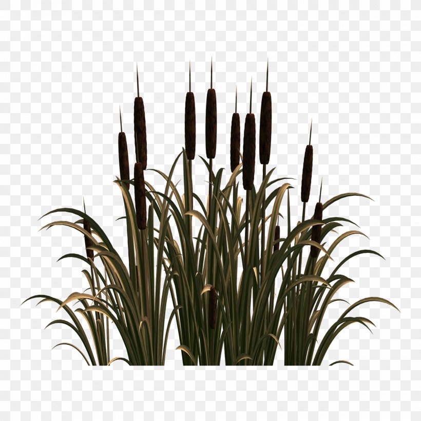 Common Reed Image Clip Art Grasses, PNG, 1600x1600px, Common Reed, Cartoon, Drawing, Flower, Grass Download Free