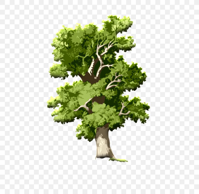 English Oak Tree Clip Art Acorn Root, PNG, 480x800px, English Oak, Acorn, Branch, Deciduous, Flowerpot Download Free