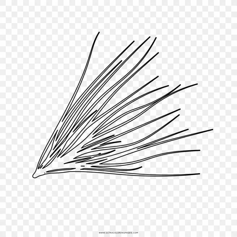 Leaf Drawing Pine Coloring Book Line Art, PNG, 1000x1000px, Leaf, Black And White, Coloring Book, Drawing, Fir Download Free