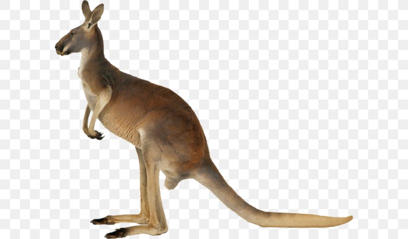 Macropods Kangaroo Clip Art Koala, PNG, 600x480px, Macropods, Animal Figure, Fauna, Kangaroo, Koala Download Free