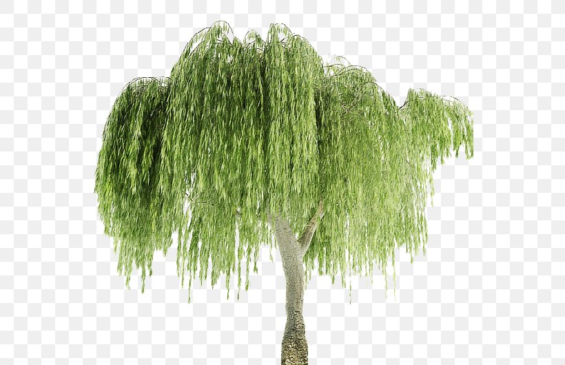 Weeping Willow Weeping Tree Plant Leaf, PNG, 555x530px, 3d Computer Graphics, 3d Modeling, Weeping Willow, Branch, Cgtrader Download Free
