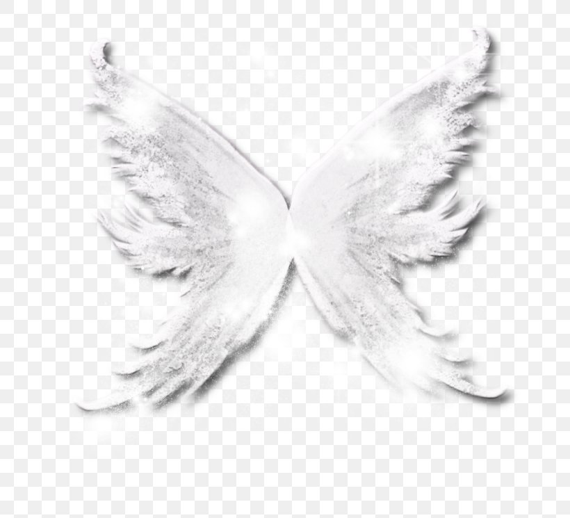 White, PNG, 733x745px, White, Black And White, Butterfly, Feather, Insect Download Free