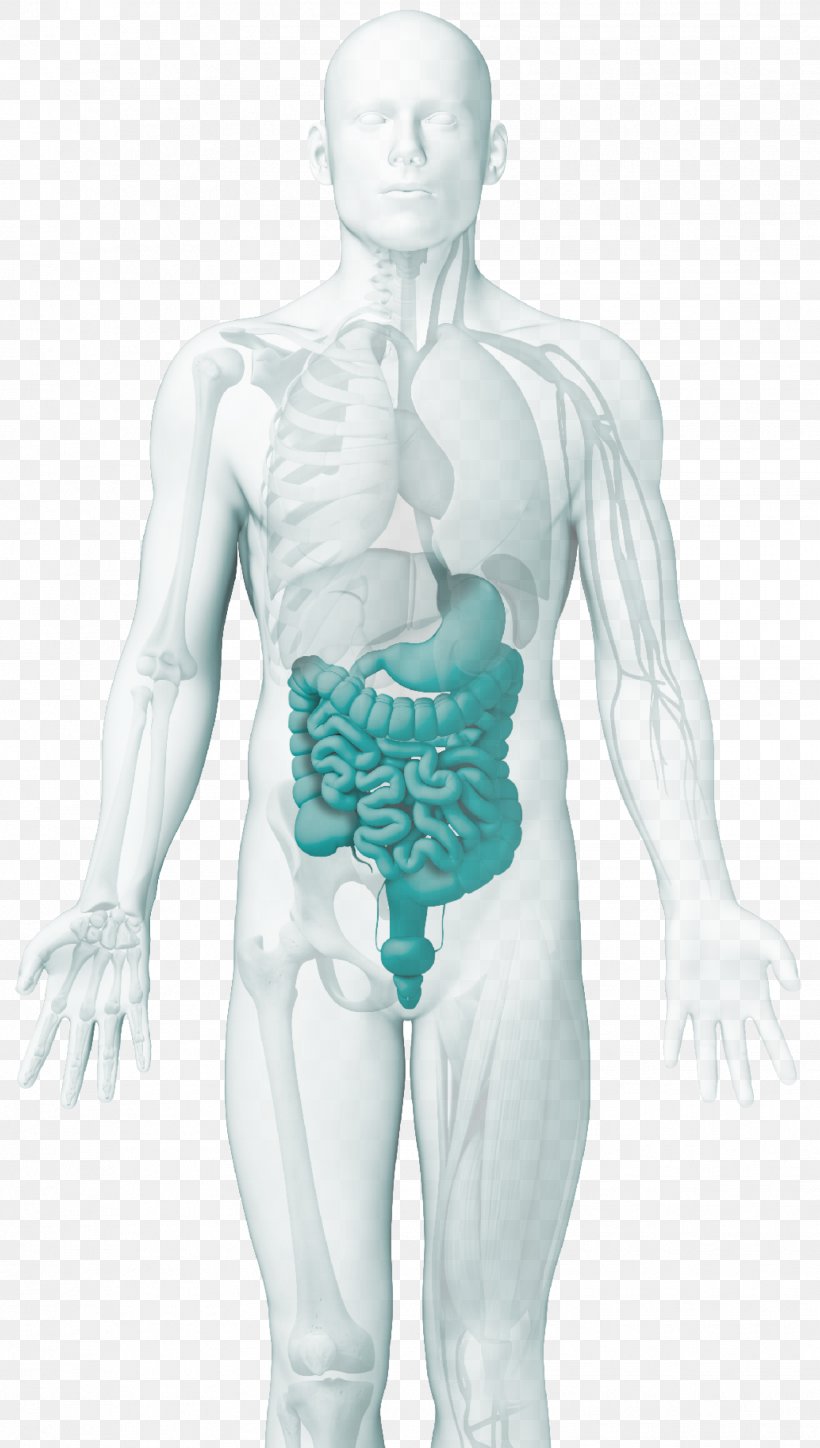 Gastroenterology ELISA Autoimmune Disease Intestine, PNG, 1863x3291px, Watercolor, Cartoon, Flower, Frame, Heart Download Free