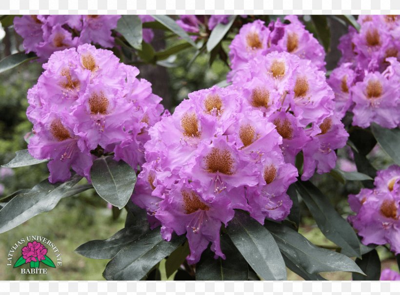 Rhododendron Violet Annual Plant Herbaceous Plant Shrub, PNG, 1000x740px, Rhododendron, Annual Plant, Flower, Flowering Plant, Herbaceous Plant Download Free