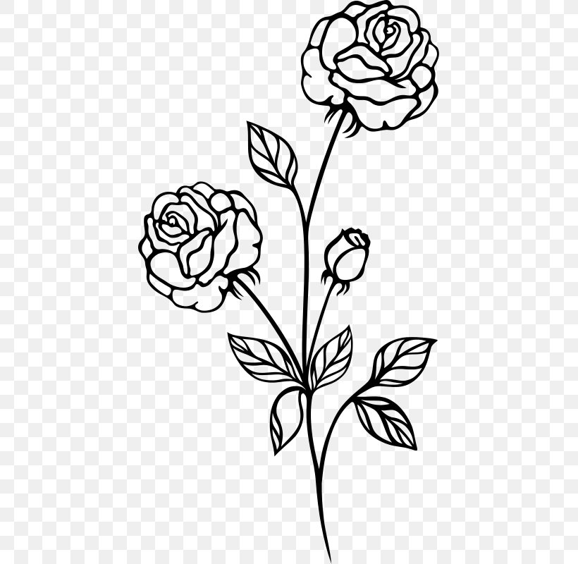 Rose Drawing Shrub Clip Art, PNG, 427x800px, Rose, Art, Artwork, Black And White, Black Rose Download Free