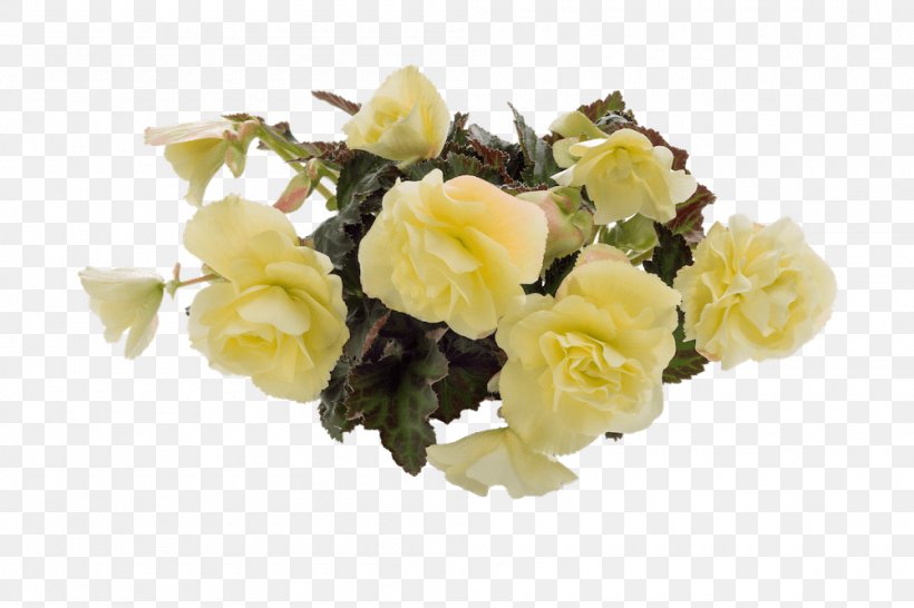 Garden Roses Cut Flowers White Color, PNG, 1000x667px, Garden Roses, Annual Plant, Artificial Flower, Bedding, Begonia Download Free