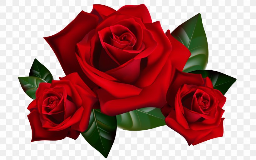 Garden Roses, PNG, 2880x1800px, Flower, Cut Flowers, Flowering Plant, Garden Roses, Hybrid Tea Rose Download Free