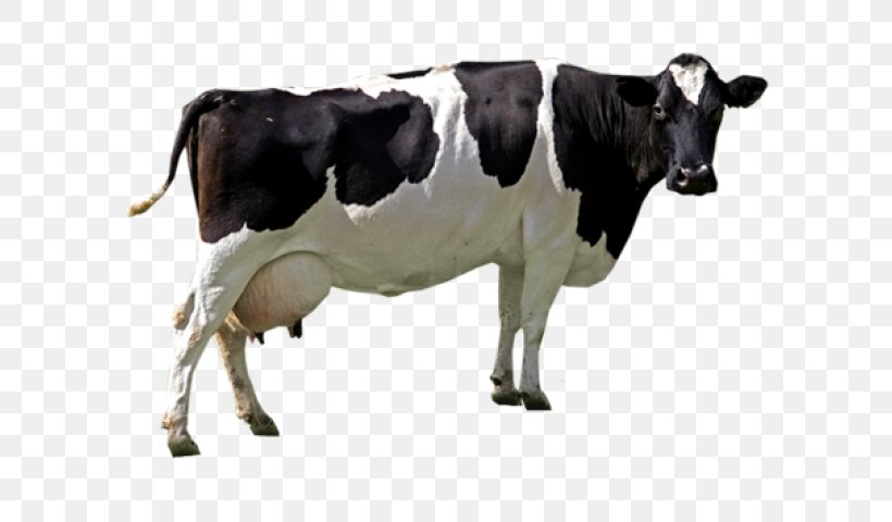 Holstein Friesian Cattle Image Resolution Sticker Image File Formats, PNG, 640x480px, Holstein Friesian Cattle, Cattle, Cattle Like Mammal, Cow Goat Family, Dairy Download Free