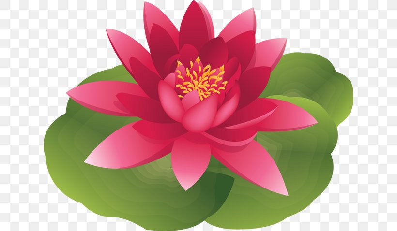 Water Lily Lilium Candidum Easter Lily Clip Art, PNG, 640x478px, Water Lily, Aquatic Plant, Easter Lily, Flora, Flower Download Free