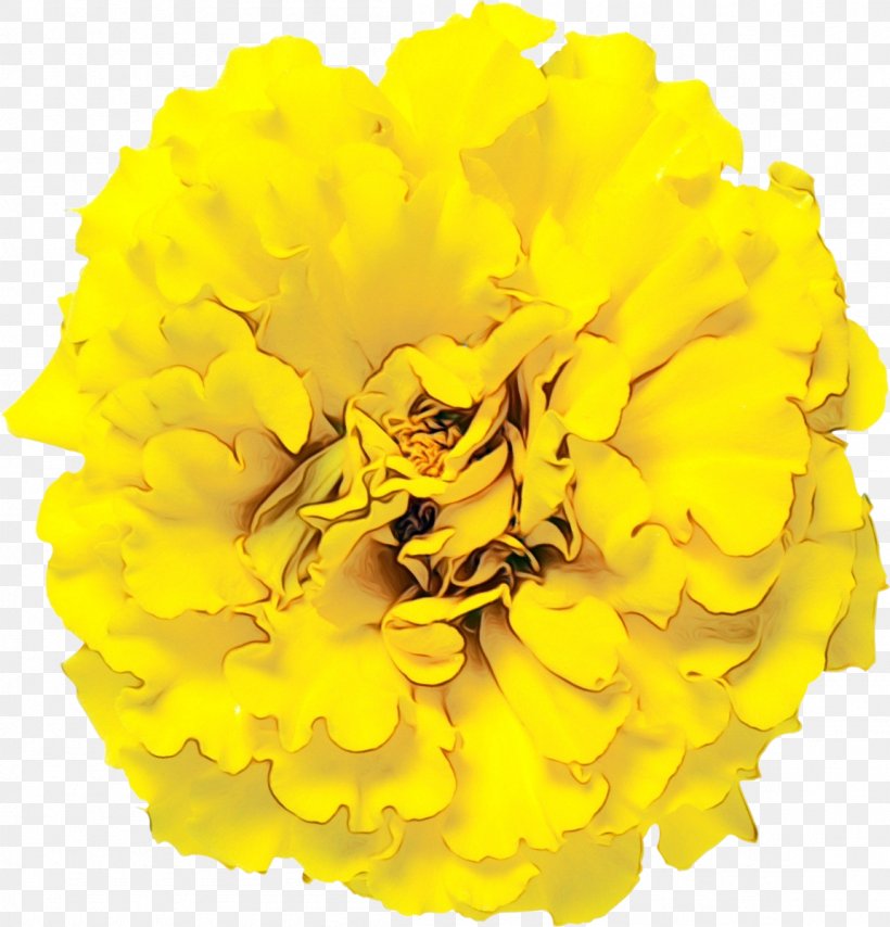 Yellow Flower Tagetes Petal Cut Flowers, PNG, 1152x1200px, Watercolor, Cut Flowers, English Marigold, Flower, Flowering Plant Download Free