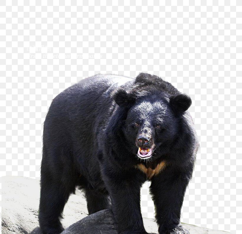 American Black Bear Grizzly Bear Basabizitza Conservation Movement, PNG, 810x793px, American Black Bear, Animal, Basabizitza, Bear, Biodiversity Download Free